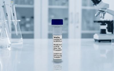 Engineered EVs from HEK293 cells overexpressing CD63 (100µL vial)